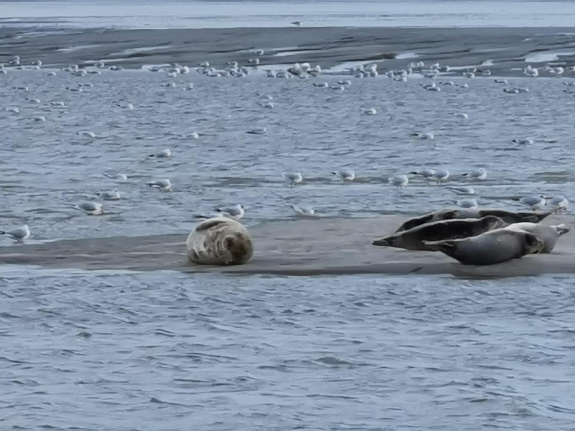 Amour Baie Berck Eksteriør billede